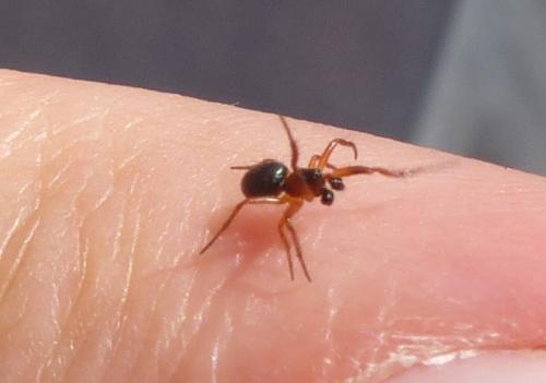 Gongylidium rufipes